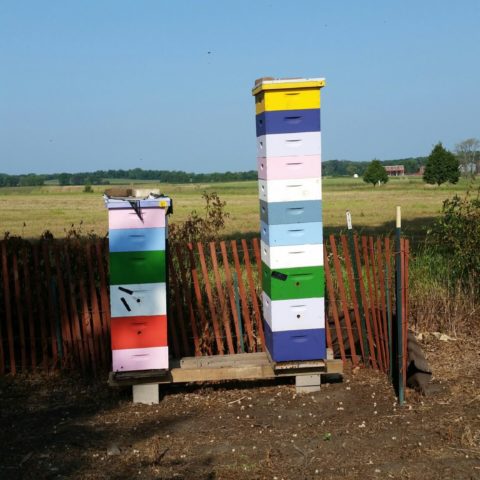 bee hive stacks