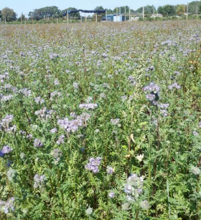 flowering prairie