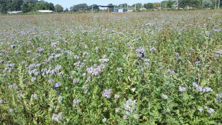 flowering prairie