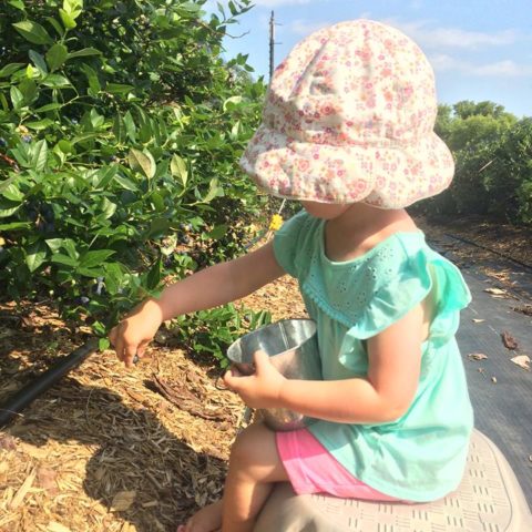 child picking berries in a sun hat