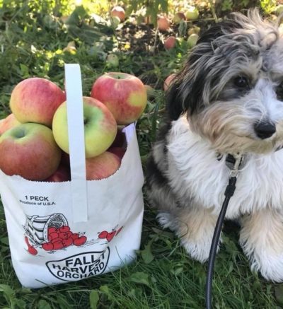 dog sitting next to a peck of apples