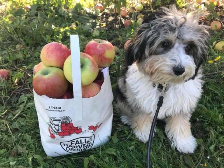 dog sitting next to a peck of apples