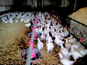 chickens inside barn