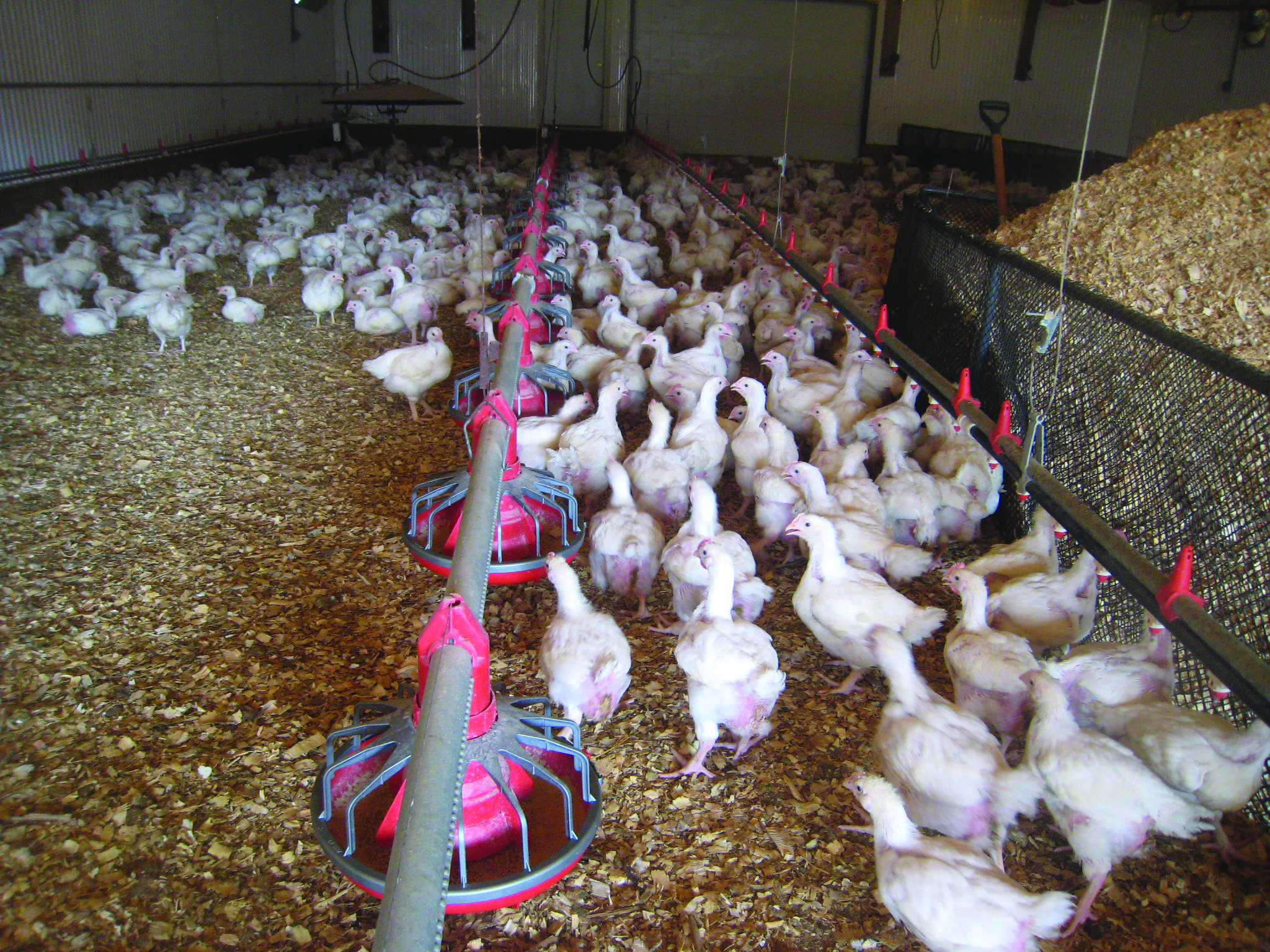 2018 12 17 Wild Acres Submitted Broiler Hens Inside Barn