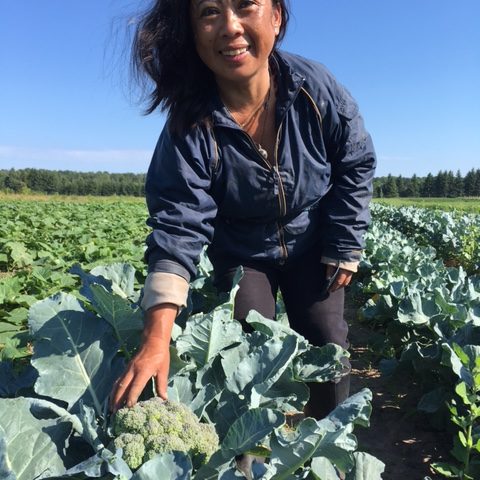 person picking cauliflower