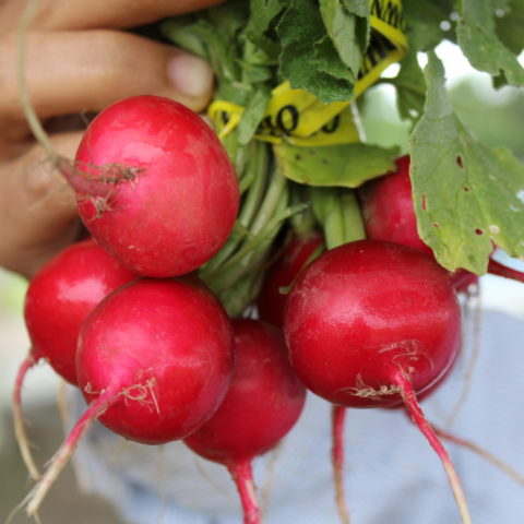 radishes