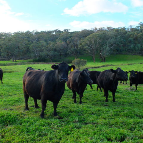 cattle on pasture