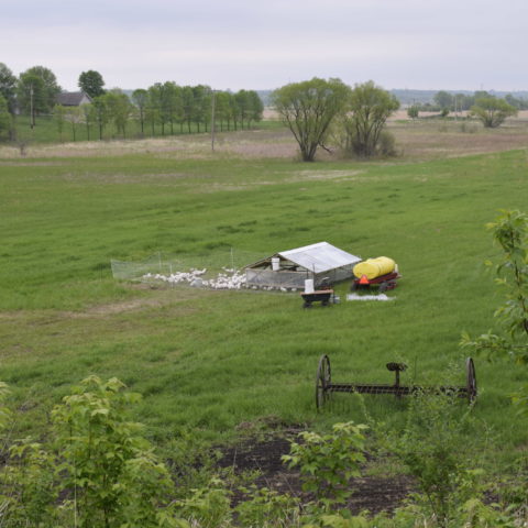 view of chicken tractor in the pasture