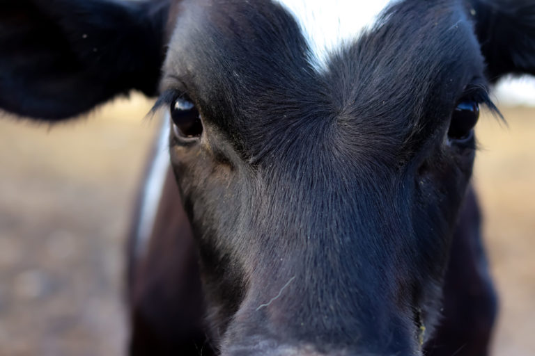 Holstein cow face close up