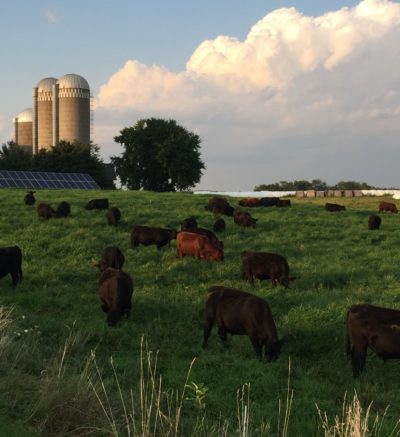 cattle grazing in field with silo in the background