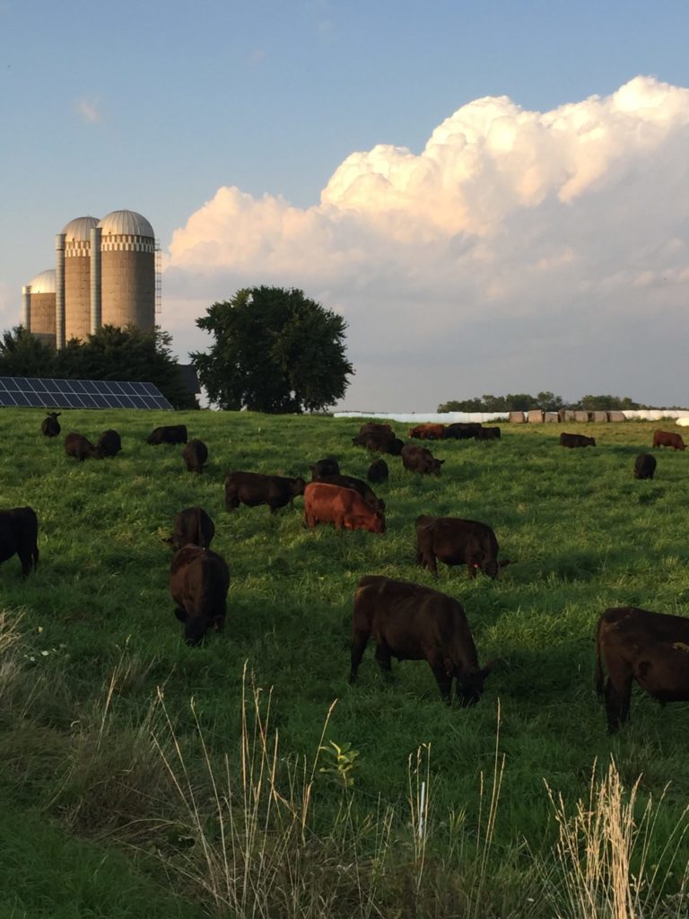 cattle grazing in field with silo in the background