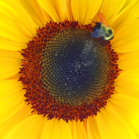 Close up of yellow sunflower with bee