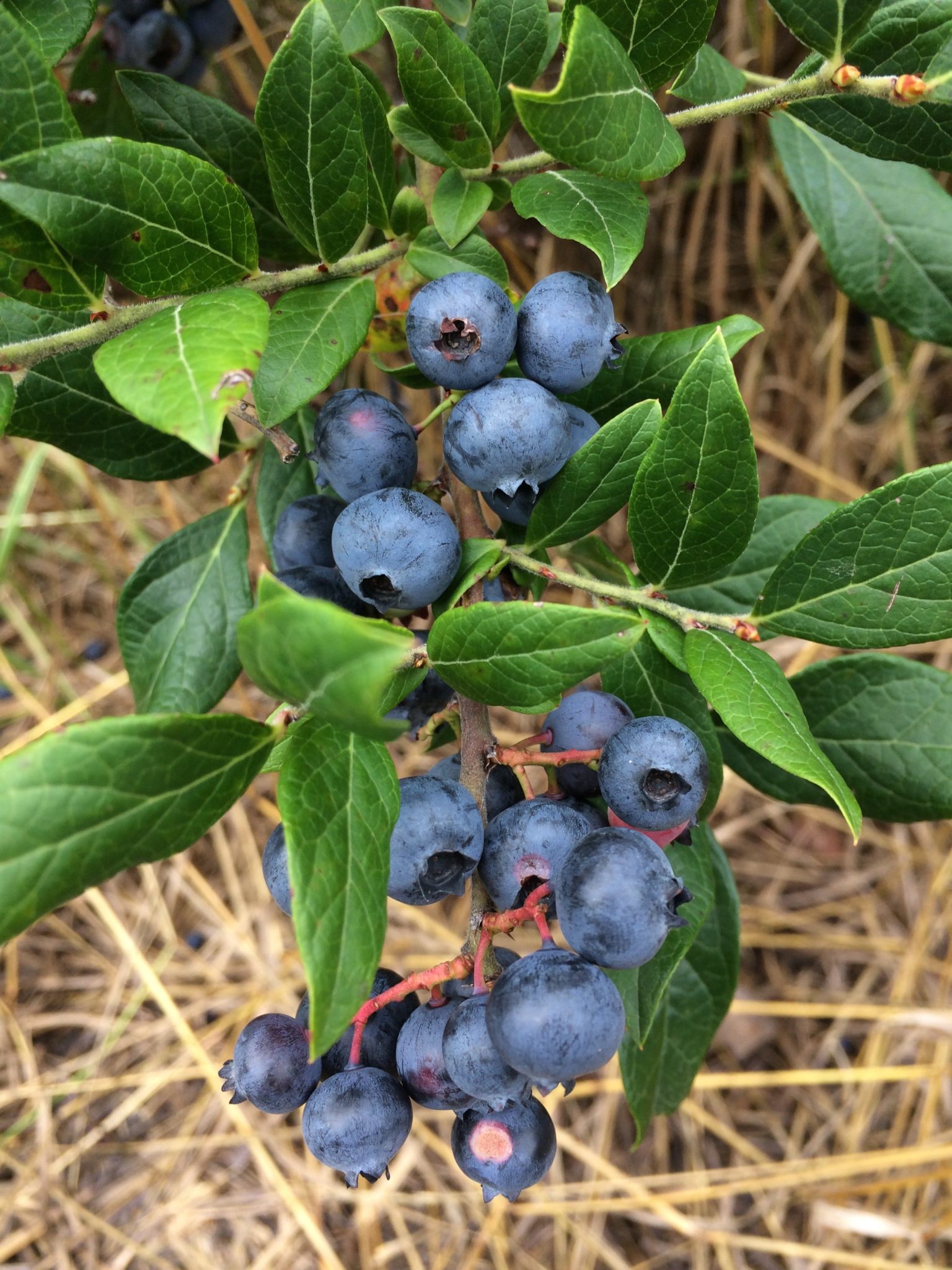 2019 01 11 Submitted TimberSweet Maple blueberries (2) Minnesota Grown