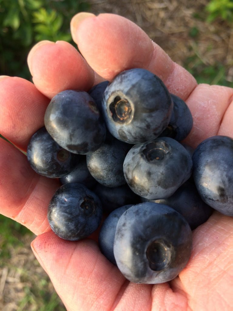2019 01 11 Submitted TimberSweet Maple blueberries Minnesota Grown