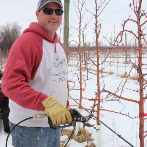 man pruning apple trees