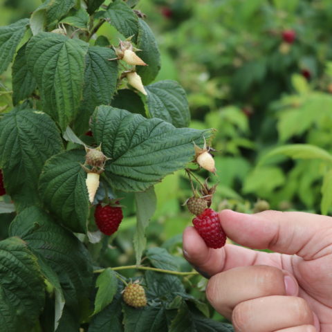 hand picking raspberries off of the bush