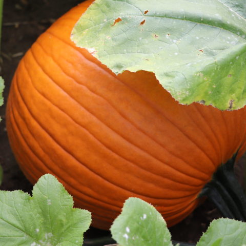 closeup of a pumpkin