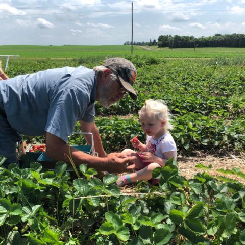 man picking strawberries with a child