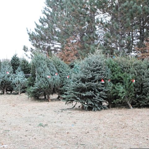 Christmas tree lot