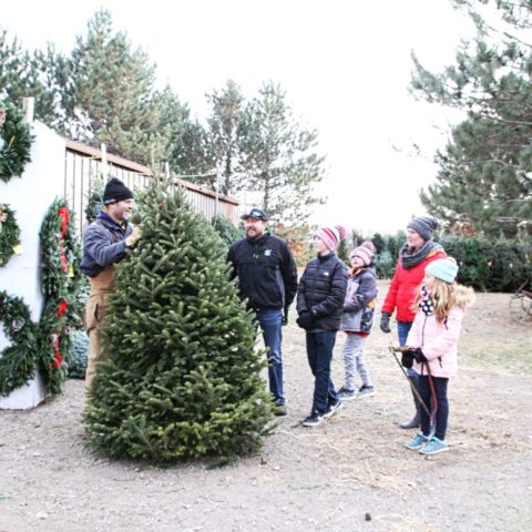 people standing around a fresh cut Christmas tree in the yard