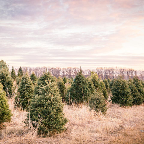 evergreen trees growing in a field