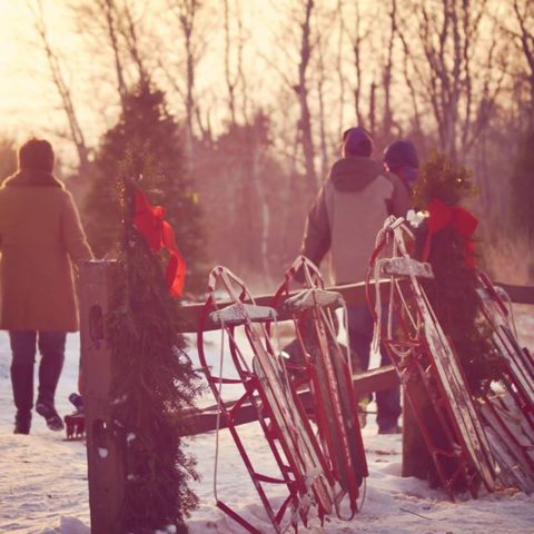 sleds leaning against a decorated fence