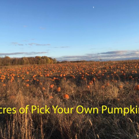 Pick your own pumpkin patch