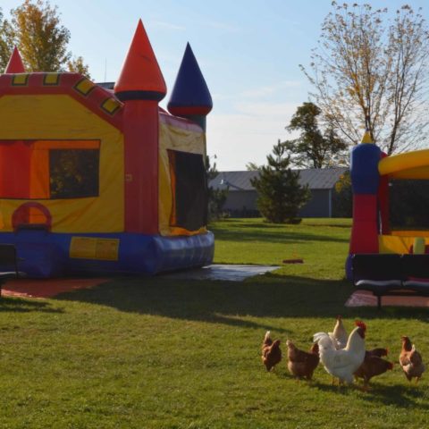 chickens grazing in front of bouncy castles