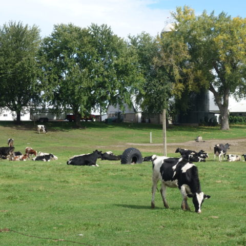 cows grazing in a grassy pasture