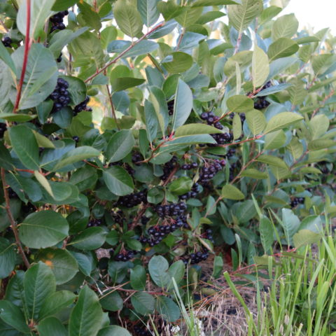 bushes covered in aronia berries