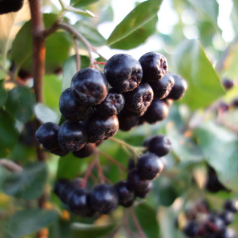 aronia berries