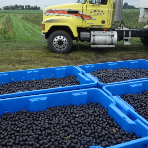 blue bins filled with aronia berries