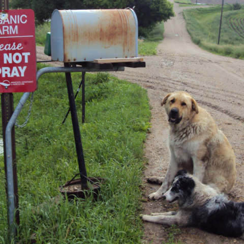 dogs sitting by a mailbox on a gravel road next to an organic no spray sign
