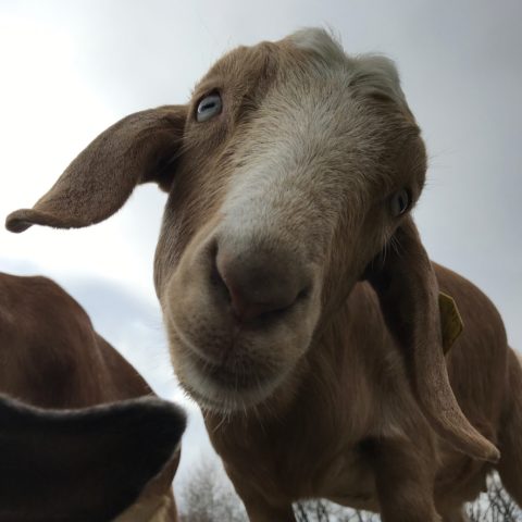 goat face closeup
