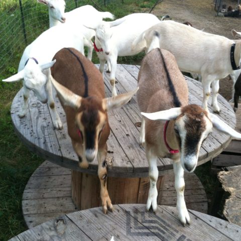 goat herd climbing on wooden spools