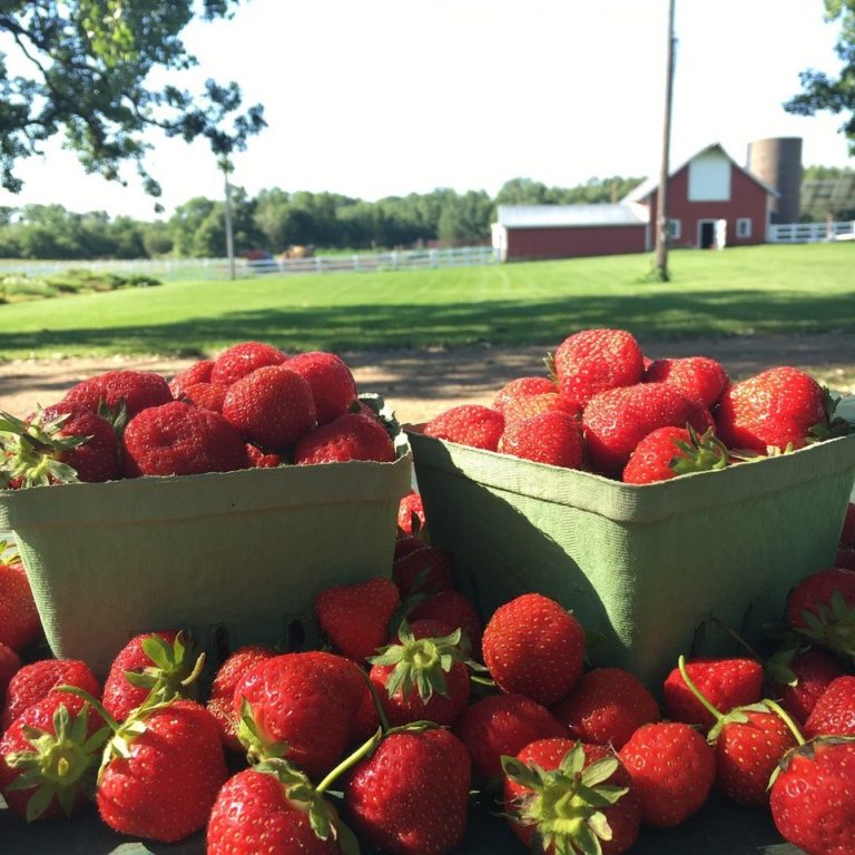 freshly picked strawberries