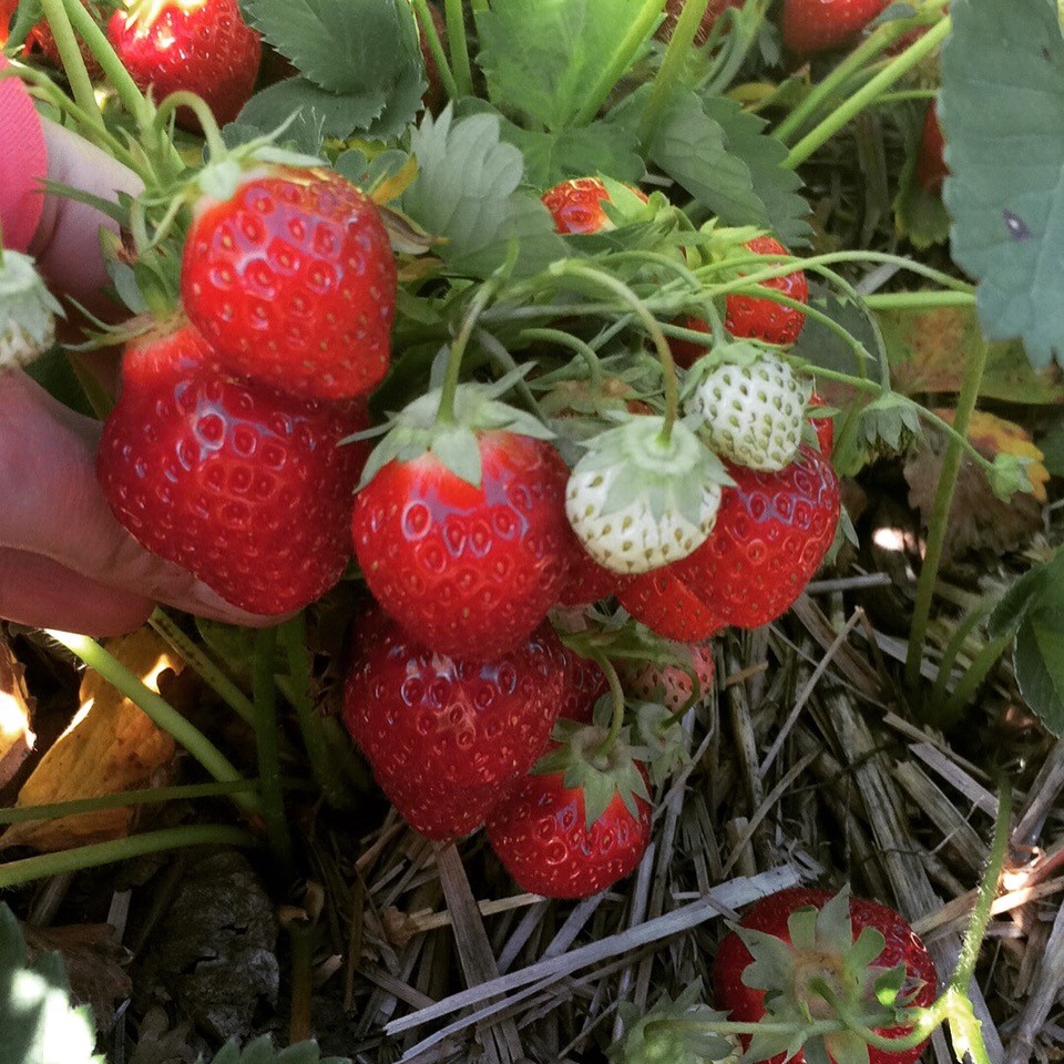2019 02 06 Rod's Berry Farm Submitted fresh strawberries on the plant