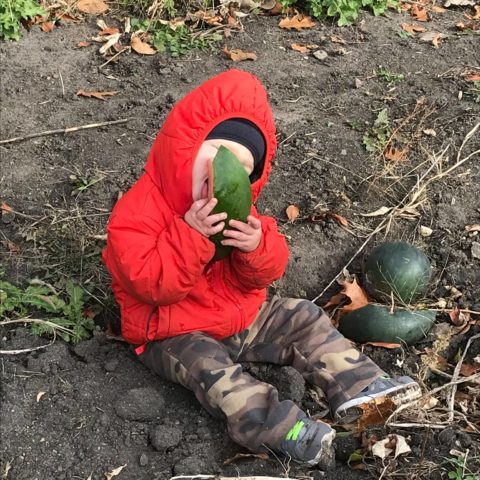 child eating watermelon