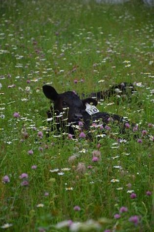 calf laying in the flowers