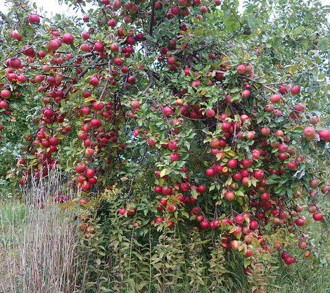 Apple tree heavy with red apples