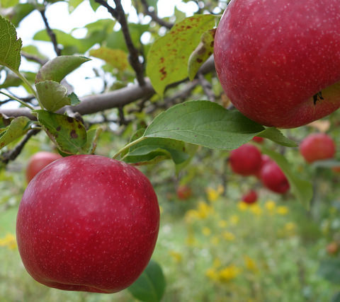 Close up of apples on a tree with more trees in the background