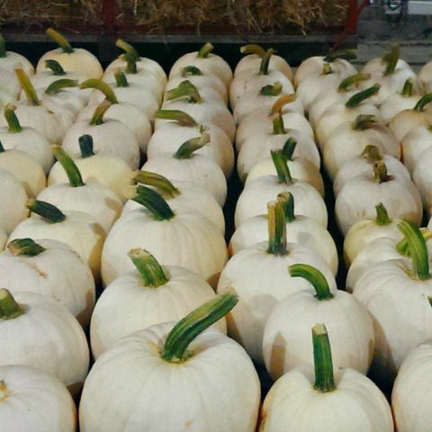 display of white pumpkins