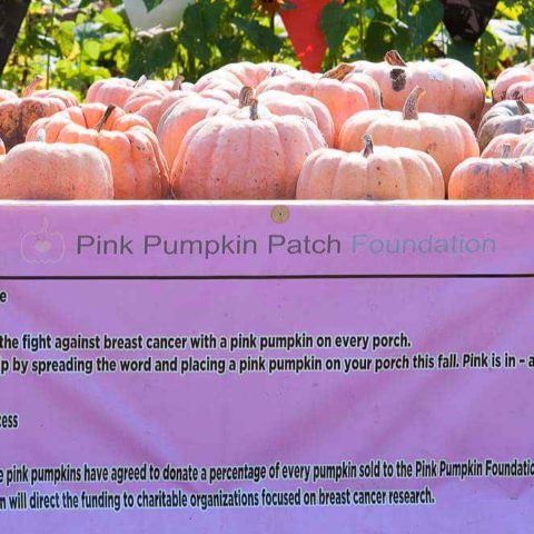 pink pumpkin patch