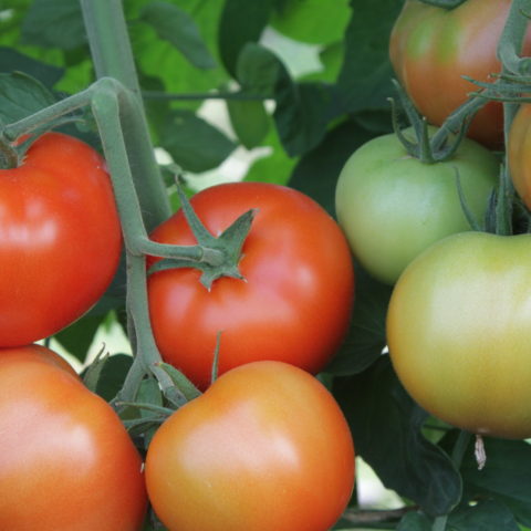 red and green tomatoes on the vine