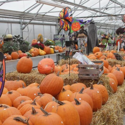 pumpkin display