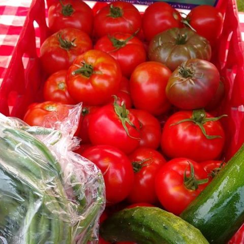 fresh tomatoes and zuchinni