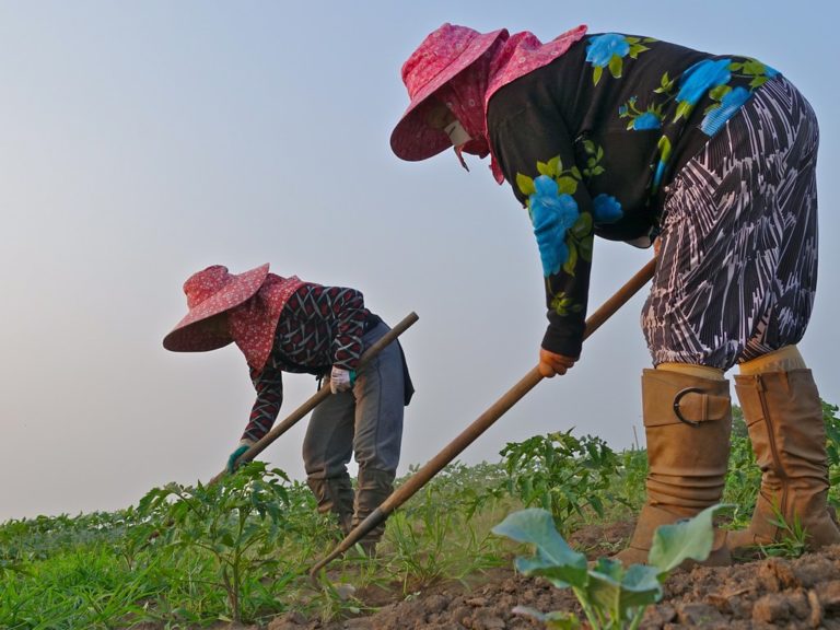 two farmers hoeing a field