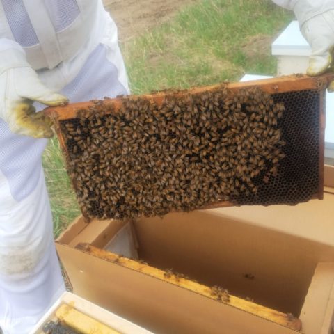 Brown Family Farm - Minnesota Grown