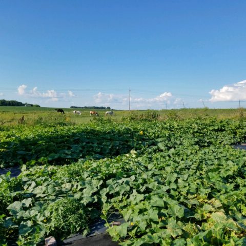 fields of crops