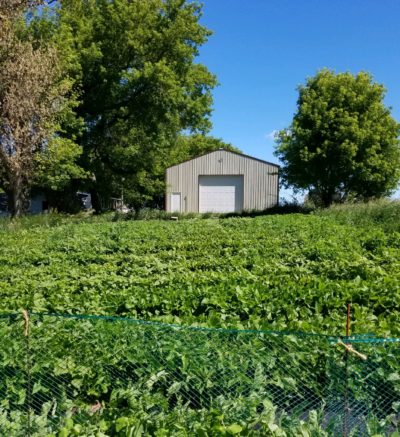 planted field in front of a lean to barn